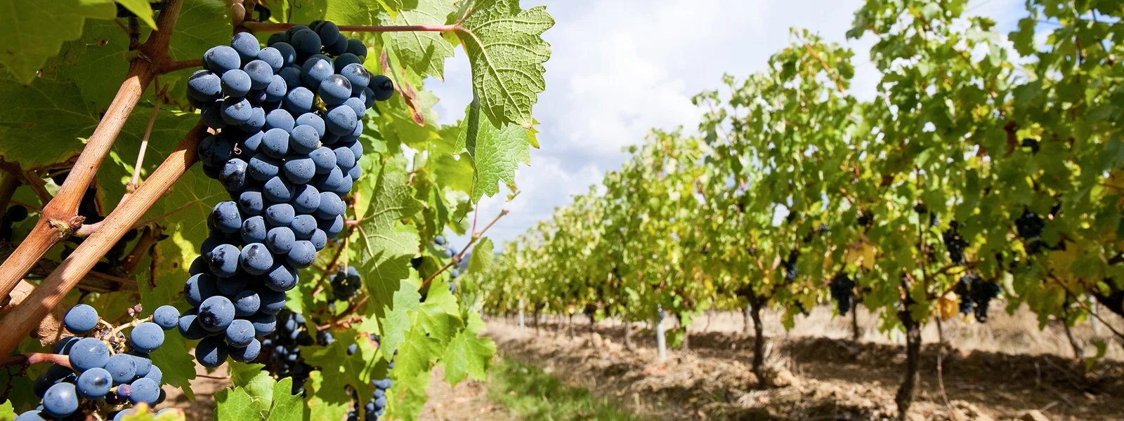 Producteur de vins réalisant la vinification naturelle à Saint Anne proche de Vendôme (41)